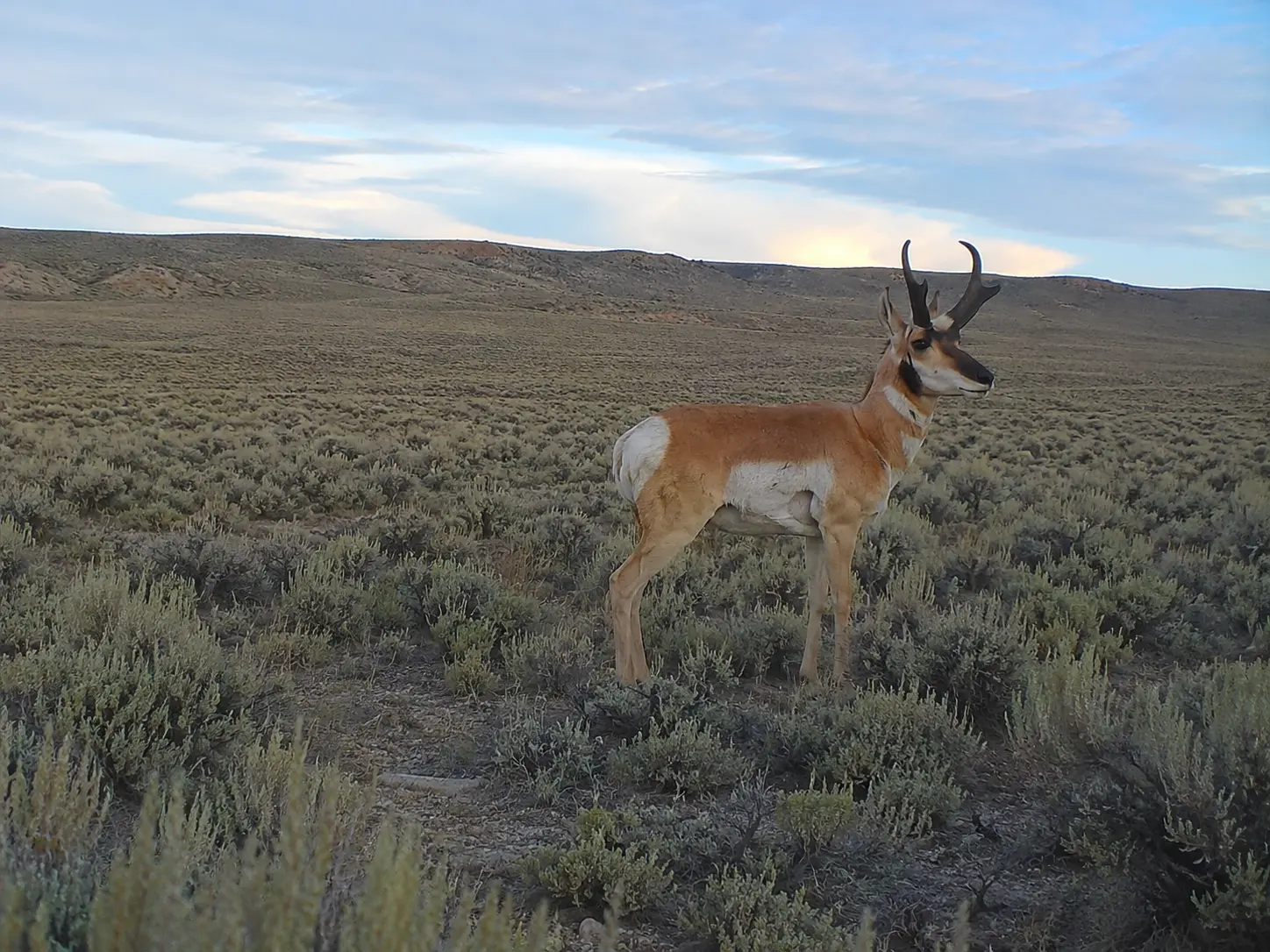 A pronghorn buck standing in sagebrush, photographed by a trail camera